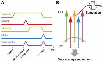 Causal Role of Neural Signals Transmitted From the Frontal Eye Field to the Superior Colliculus in Saccade Generation